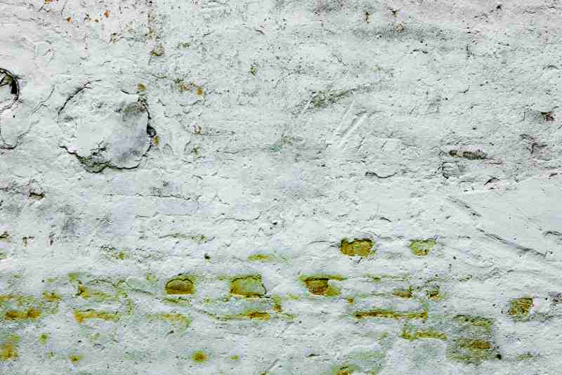 Mech na ścianie w domu – jak zrobić i pielęgnować zielone ściany z mchu