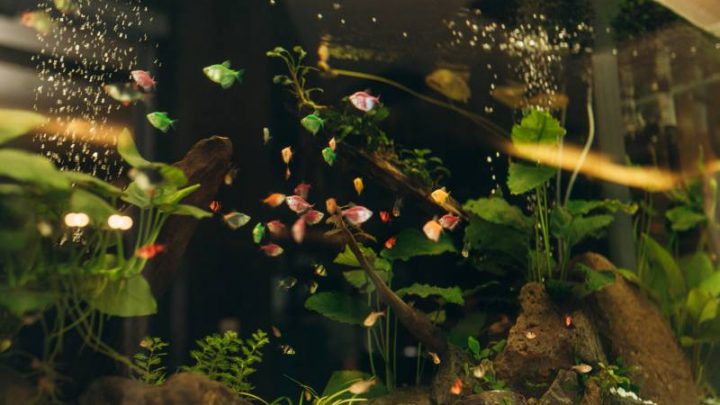 Rośliny akwariowe: Jakie rośliny najczęściej sadzimy w domowym akwarium?