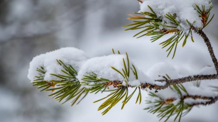 Zima ogrodzie – jakie drzewa i krzewy kwitną zima w ogrodzie?