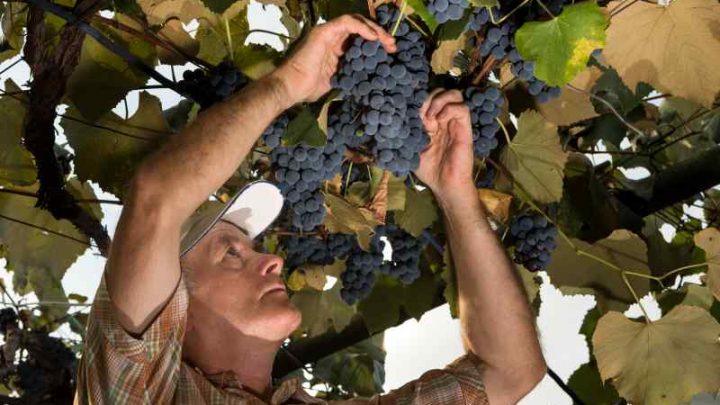 Winogrona z ogrodu: jakie odmiany winorośli wybrać? Gdzie i jak sadzić winorośl?