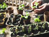 Sposób sadzenia i pielęgnacji powojników w pojemnikach na balkonach i tarasach