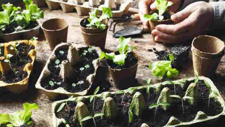 Sposób sadzenia i pielęgnacji powojników w pojemnikach na balkonach i tarasach