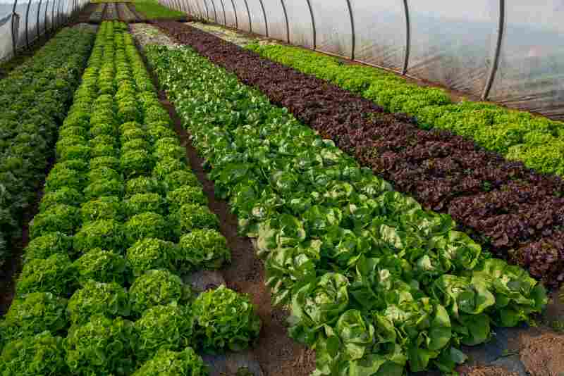 Ogrodnictwo z osłonami – uprawa warzyw z zastosowaniem materiałów osłonowych w szklarni.