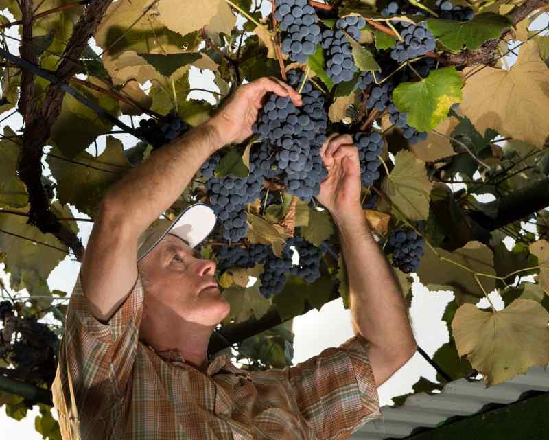 Winogrona z ogrodu: jakie odmiany winorośli wybrać? Gdzie i jak sadzić winorośl?