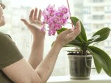Anginka - Roślina dekoracyjna i lecznicza: jak pielęgnować ją w warunkach domowych