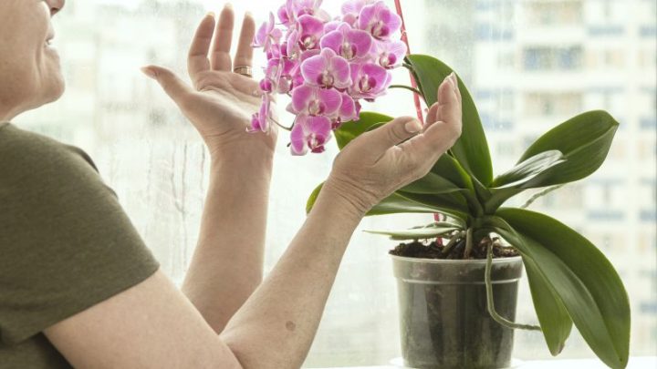 Anginka – Roślina dekoracyjna i lecznicza: jak pielęgnować ją w warunkach domowych