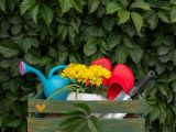 Kwiaty nachylków - odmiany z kolorowymi kwiatami i ich zastosowanie w rabatach oraz doniczkach, ilustrowane zdjęciami