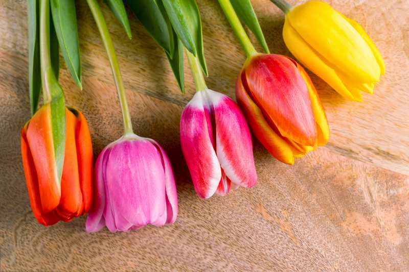 Różnice między odmianami tulipanów oraz ich grupy