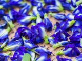 Wykorzystanie suszonych kwiatów - pomysły na ich zastosowanie